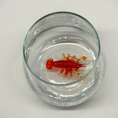 Trinkglas Hummer - Lobster